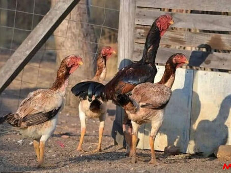 Tim hieu chi tiet ve ga choi Ma Lai