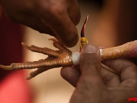 Top 3 giong ga cua sat da hay nhat