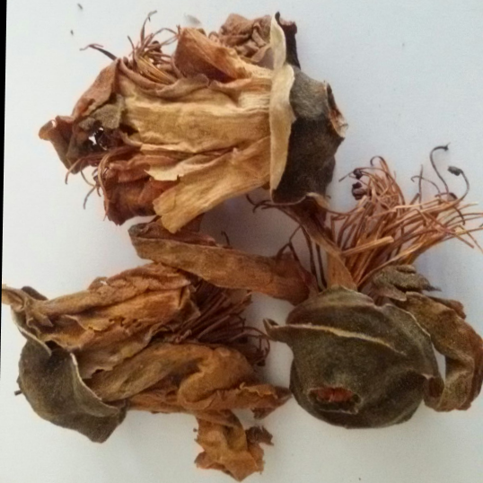 Thumbnail: Bunga mukmin