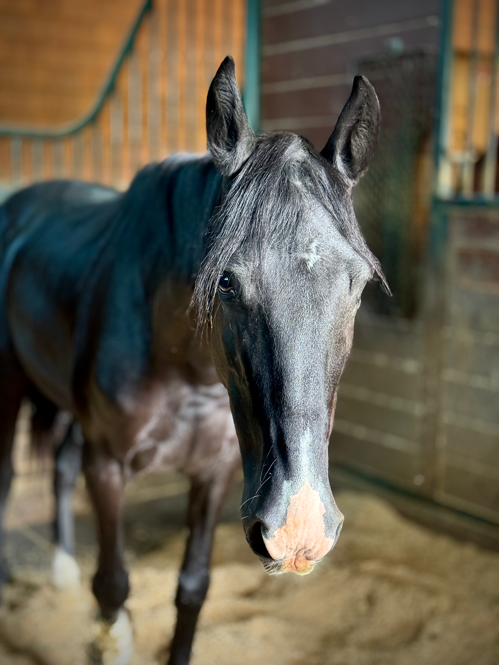 What we thought was going to be one of her last photos is now a look back to acknowledge just how close she was to not making it, and how far God has brought her through the incredible Equine Performax team!