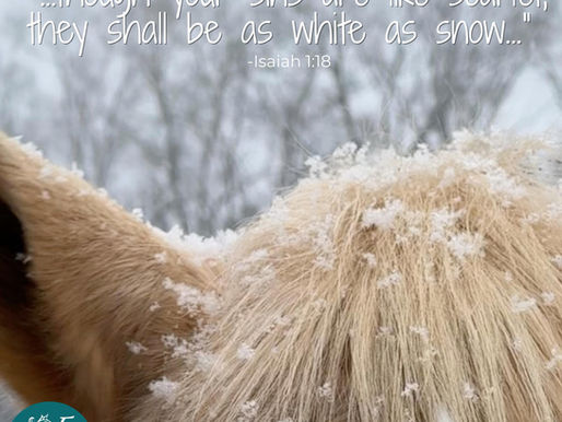 Ranch Happenings: 2/1/26-2/7/26