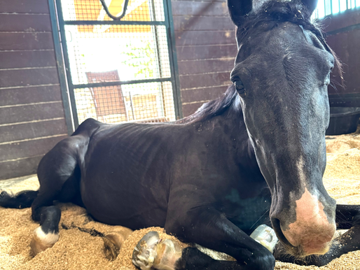 Rescue Blog Update: 8/1/2025