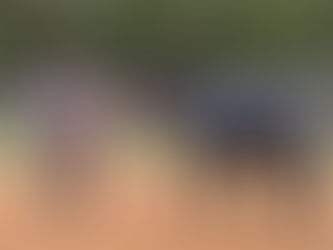 Dove and Sparrow Rescue Blog Update: 10/7/2025