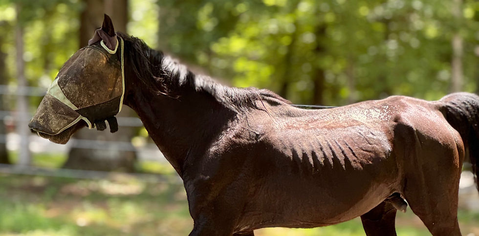 A rescued horse and a boy in PJ's