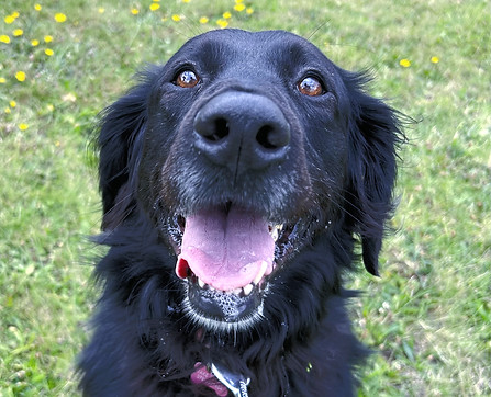 Millie_edited.jpg