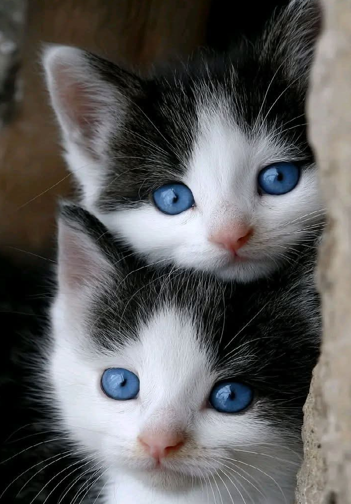Diamond Painting Deux Chatons aux Yeux Bleus – 30 × 40 cm