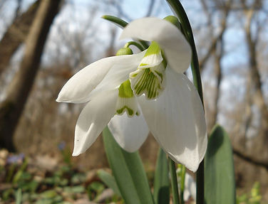 Galanthus_elwesii_BG.JPG