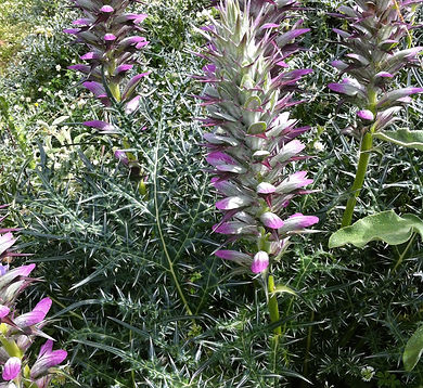 Acanthus_spinosus_Montenegro.JPG