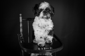Friandse pour chien - chaise haute - beautiful dog