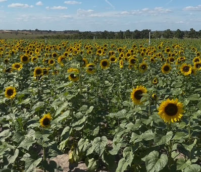 A Strawberry Patch Ten Minutes Outside of Disney World