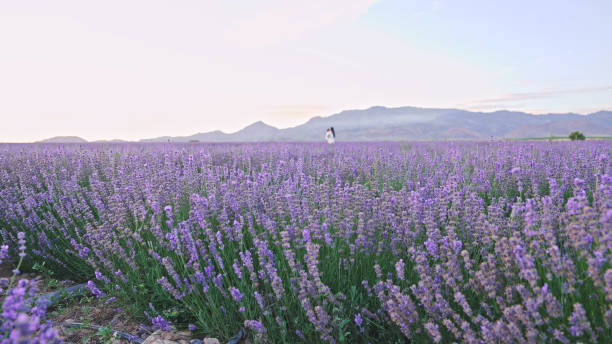 5. Provence Countryside