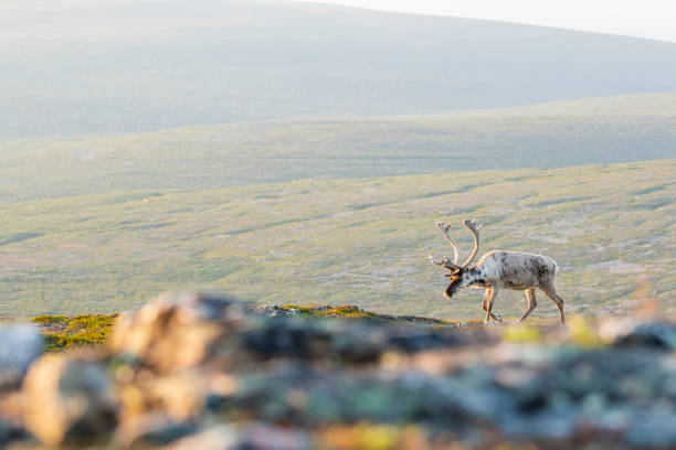 2. Urho Kekkonen National Park – Arctic Wilderness Adventures