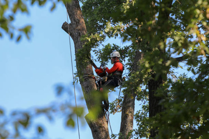 istockphoto-1174985247-612x612.jpg