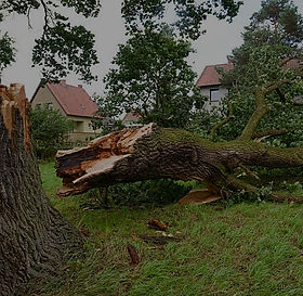 Emergency Tree Removal