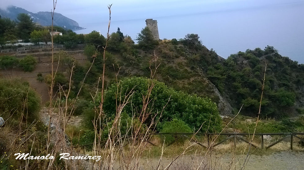 Maro. Torre del Pino. 19.03.2016. (8)