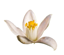 fiori-darancio-o-zagare-removebg-preview (1).png