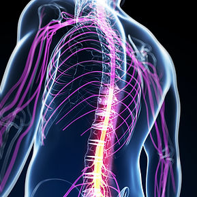 spinal.jpeg