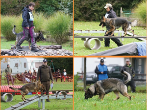 Celle wird Bühne für die besten Rettungs- und Spürhundeteams