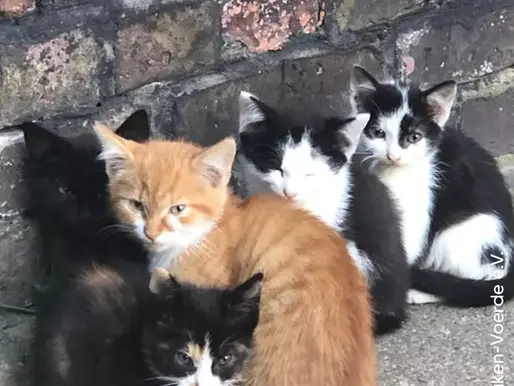 Unwissen über Straßenkatzen – Deutscher Tierschutzbund klärt über Irrtümer auf