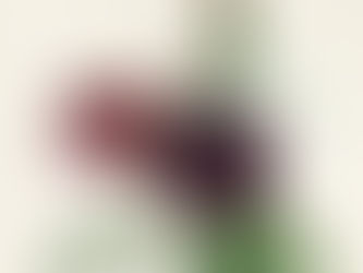 Museums-Melange: Es blüht eine Rose zur Weihnachtszeit