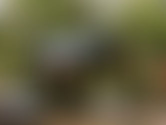 Freiwillige Feuerwehr Hermannsburg im Einsatz: Schutzhütte im Wald fängt Feuer