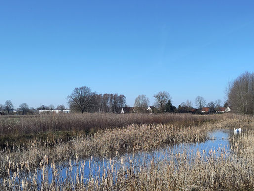 Naturschutzgebiet „Obere Allerniederung bei Celle“: Ein Storchengewässer entsteht 