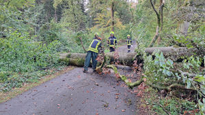 Flotwedel: Umgestürzter Baum blockiert Verbindungsstraße bei Sandlingen