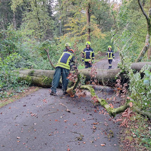 Flotwedel: Umgestürzter Baum blockiert Verbindungsstraße bei Sandlingen