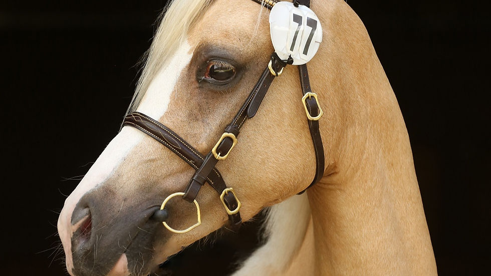 Pony