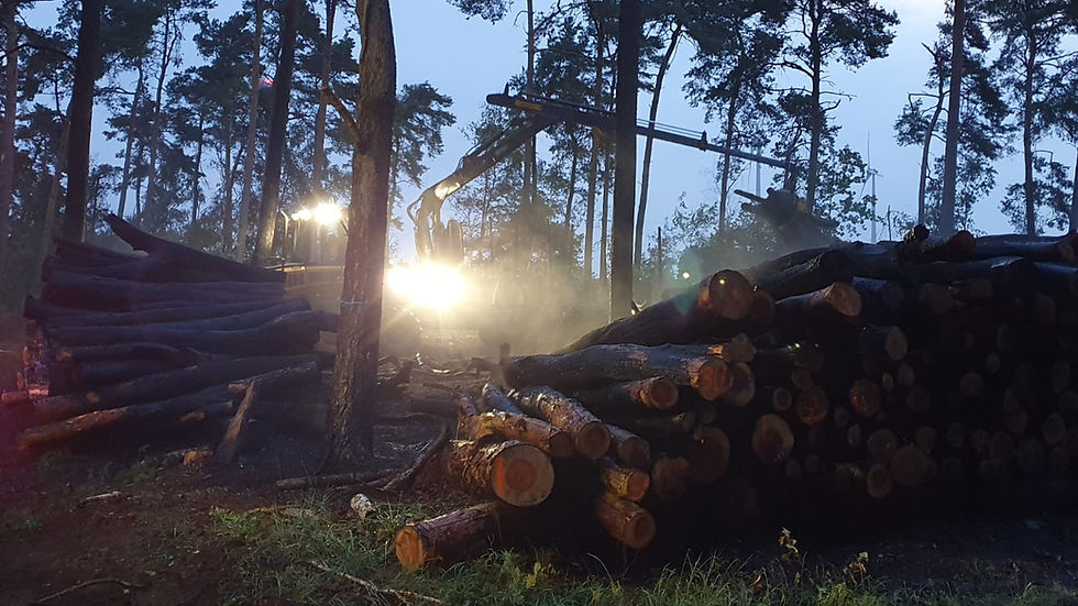 Baumstämme liegen im Wald