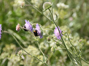 Blühstreifen fördern Insekten