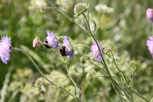 Blühstreifen fördern Insekten