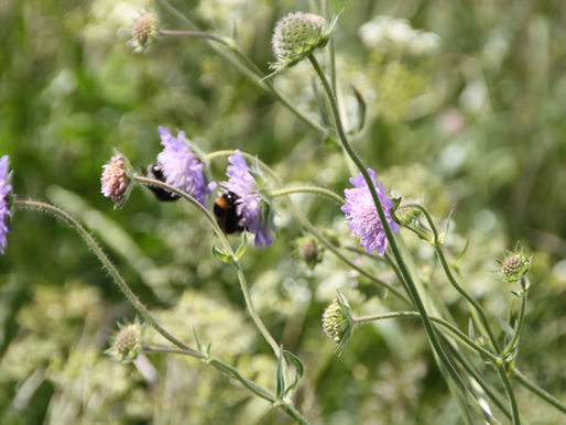 Blühstreifen fördern Insekten