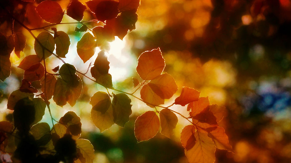 Herbstzweig