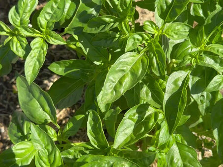 Fall Vegetable Gardening in Southern California: What to Plant and When