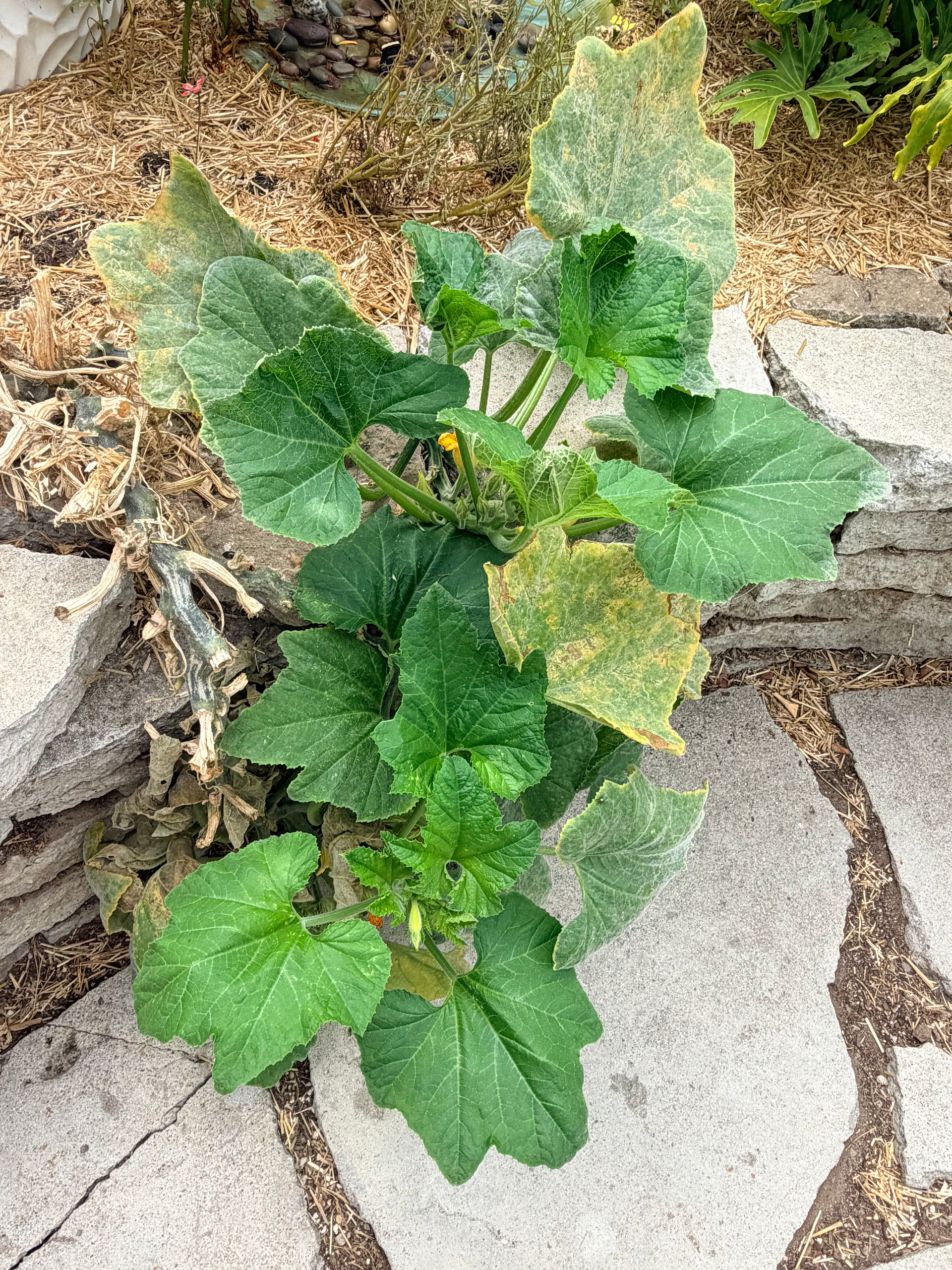 zucchini