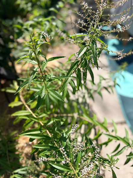 How to Grow and Use Lemon Verbena