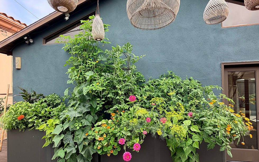 Vegetable Garden Manhattan Beach