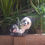 Thumbnail: Panda