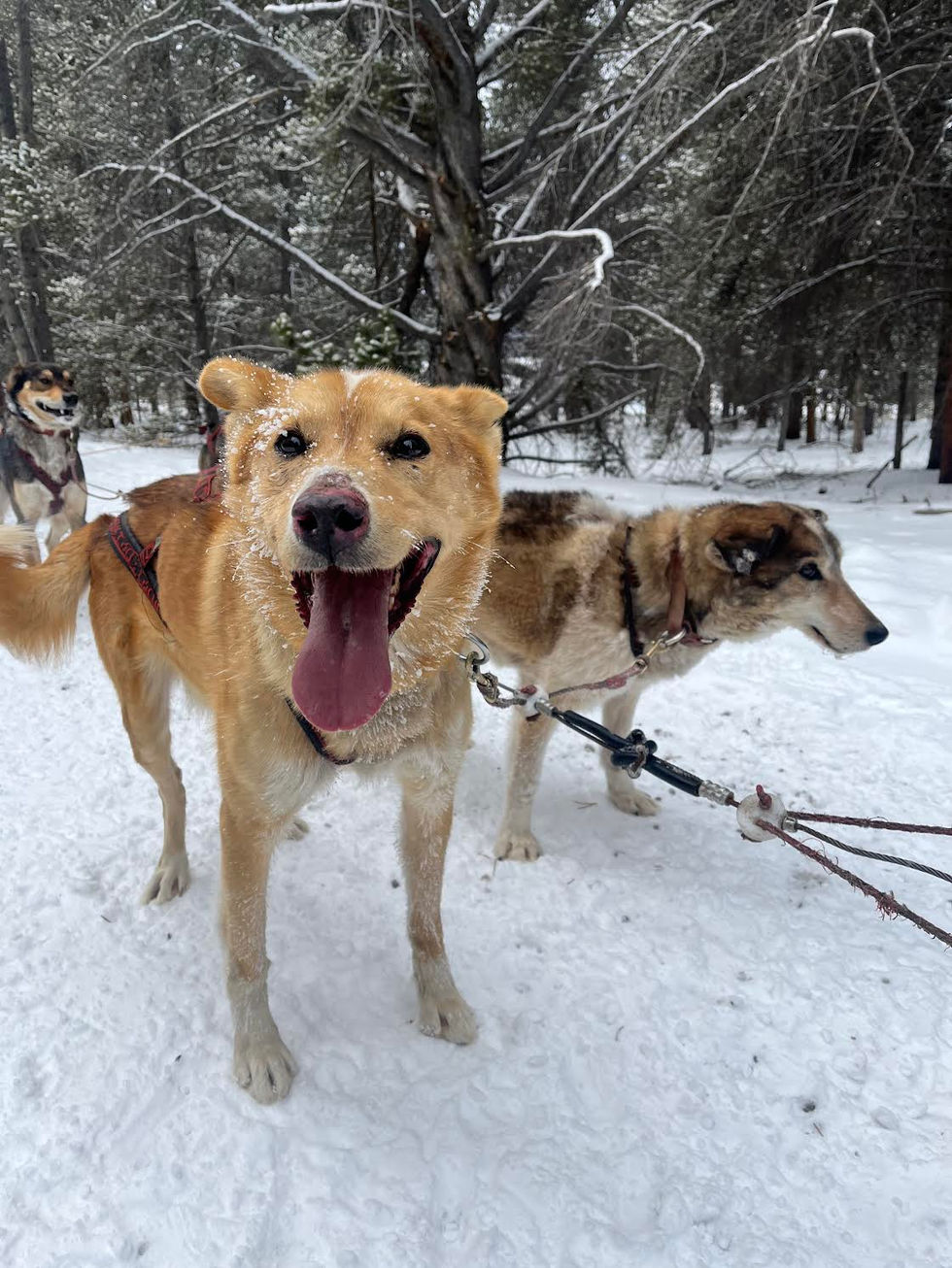 Jax and Tawny In Sled Dog Fall Training