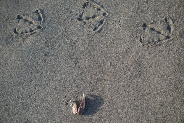 Bird Friends, Crab Friends