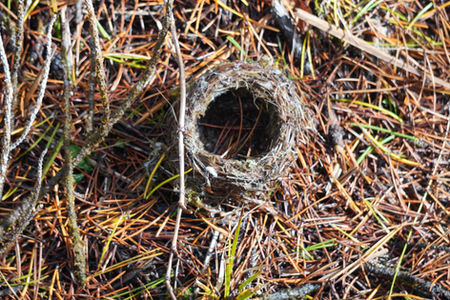 Nest On Forest Floor