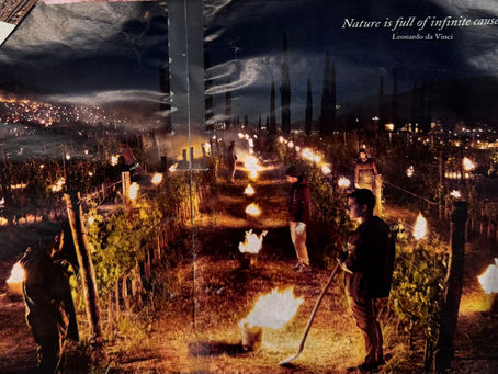 team keeping the vines warm during winter