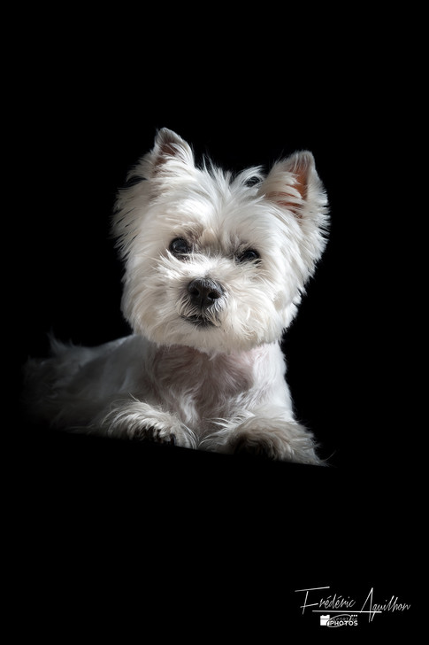 chien-studio-cannes