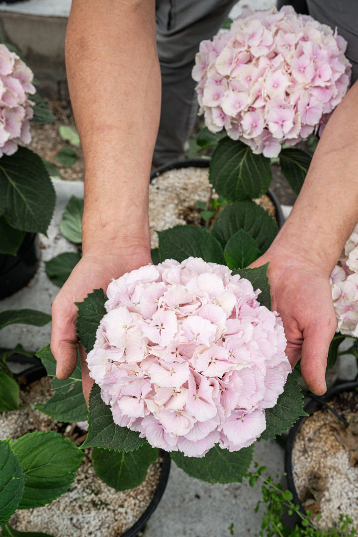 agriculture-agriculteur-nature-culture-fleur-horticulteur-horticulture-nice06-06-métropole-exposition