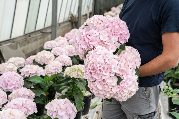 agriculture-agriculteur-nature-culture-fleur-horticulteur-horticulture-nice06-06-métropole-exposition