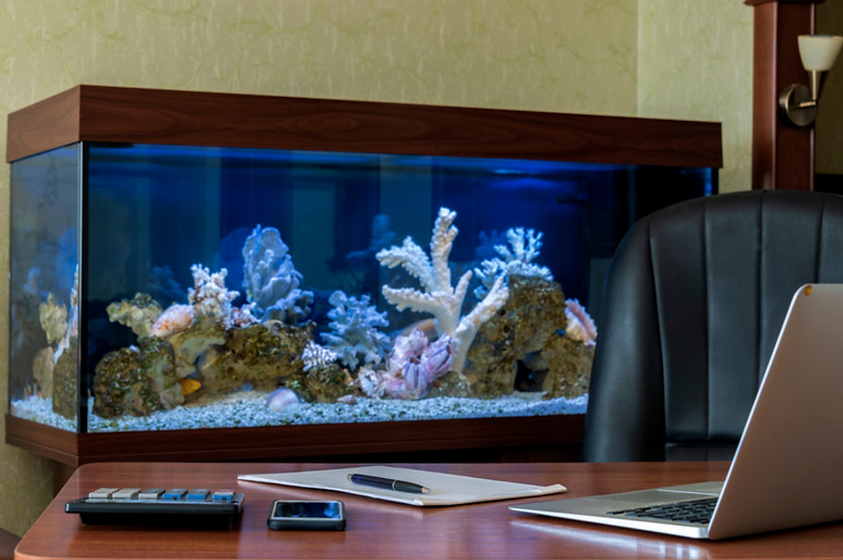 Desk and Aquarium.png