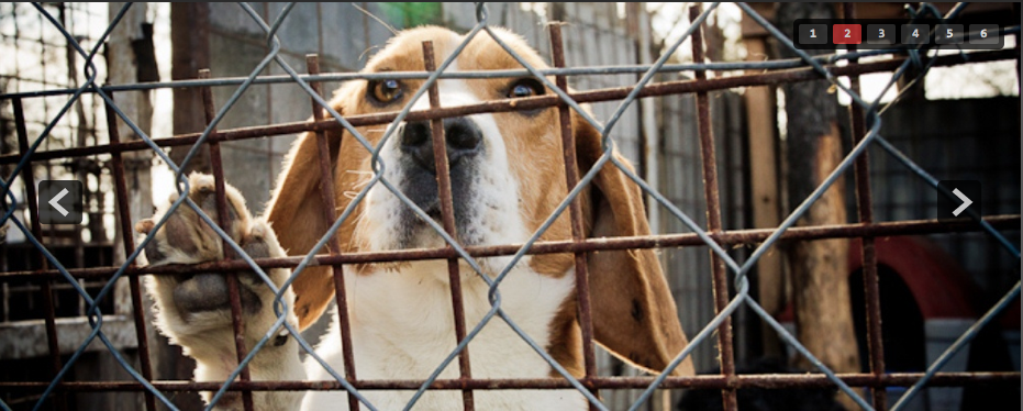 Animal Rescue Farm - Siofok
