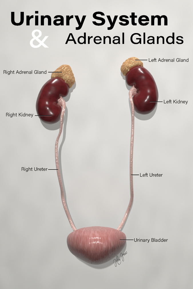 A picture of a 3D model showing the urinary system and adrenal glands.