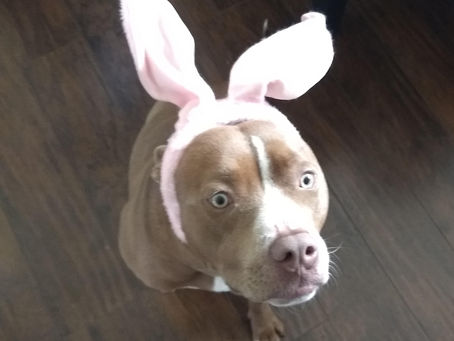 Scary Stories To Tell Your Dog In The Dark